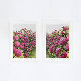 Pink Hydrangeas Pair
