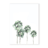Miami Palms