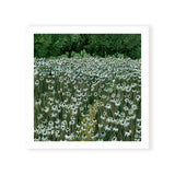 Daisy Meadow Square