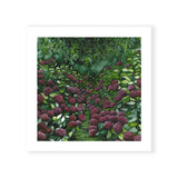 Magenta Hydrangea Square