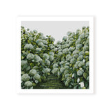 Sage Hydrangea Square