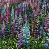 Lupin Fields II