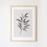 Olive Twig