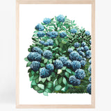 Royal Hydrangeas I