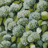 Sage Hydrangea Pair