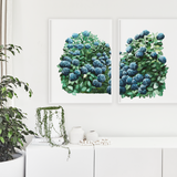 Royal Hydrangeas I