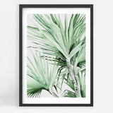 Spike Palm