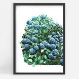 Royal Hydrangeas I