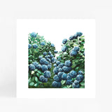 Hydrangea Square