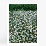 Daisy Meadow II