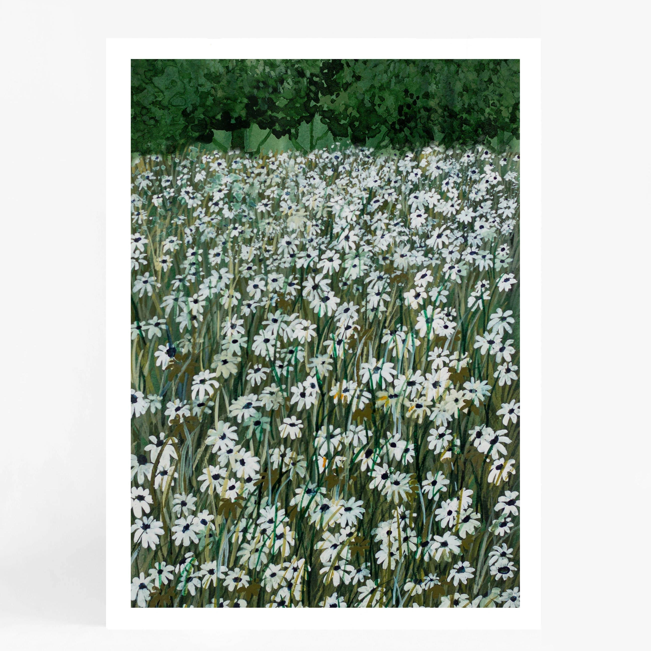 Daisy Meadow II