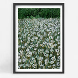 Daisy Meadow II