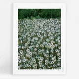 Daisy Meadow II