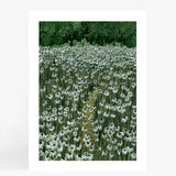 Daisy Meadow Pair