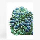 Royal Hydrangea Pair