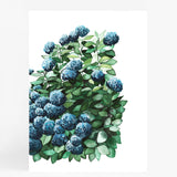 Royal Hydrangea Pair