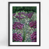 Hydrangea Field