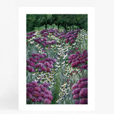 Hydrangea Field