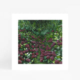 Magenta Hydrangea Square