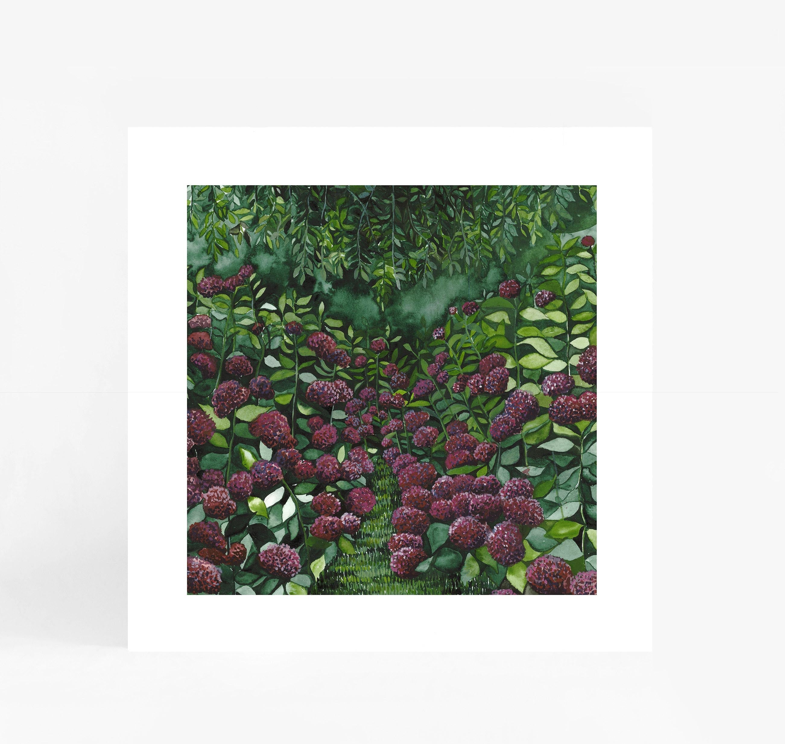 Magenta Hydrangea Square