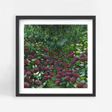 Magenta Hydrangea Square