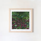 Magenta Hydrangea Square