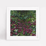 Magenta Hydrangea Square