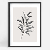 Olive Twig