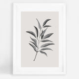 Olive Twig