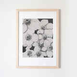 Poppy Flowers