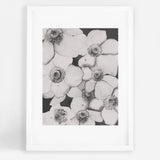 Poppy Flowers