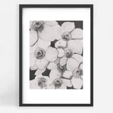 Poppy Flowers