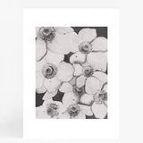 Poppy Flowers