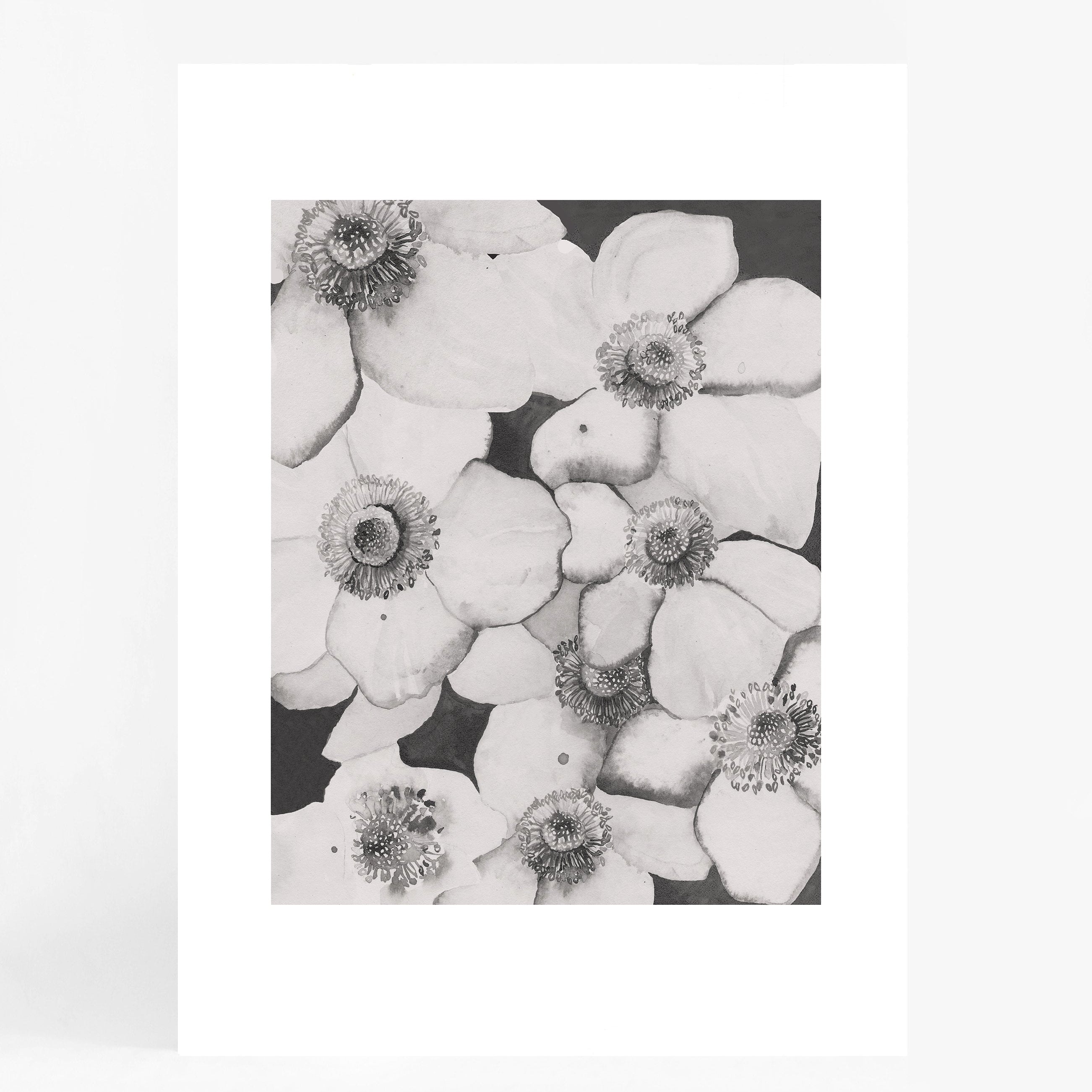 Poppy Flowers