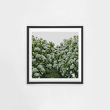Sage Hydrangea Square
