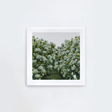 Sage Hydrangea Square