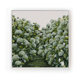 Sage Hydrangea Square - Canvas