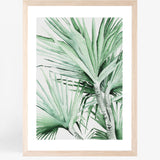 Spike Palm