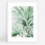 Spike Palm