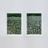 Daisy Meadow Pair