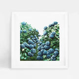 Hydrangea Square
