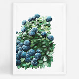 Royal Hydrangeas II